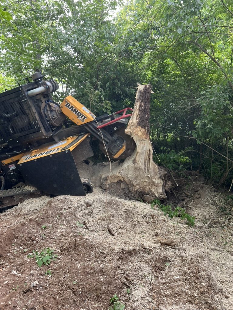 Bandit stump grinder grinding a tall, rotted stump in thick brush, with a mound of wood chips in front