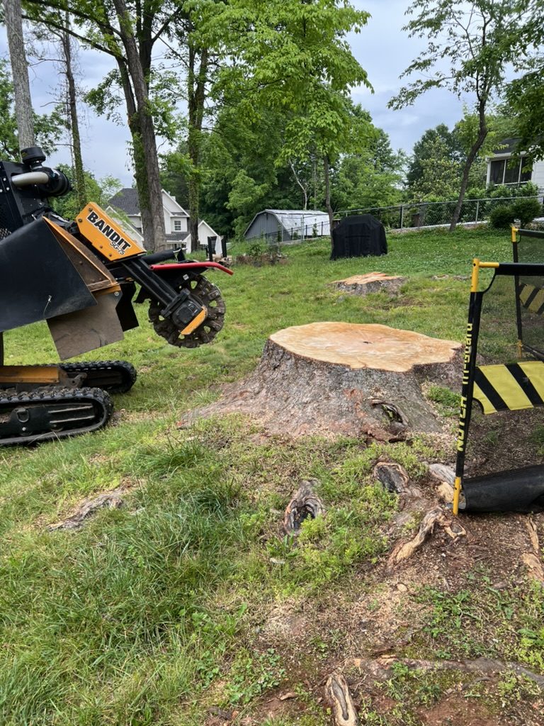 Large cut tree stump in a grassy yard with a Bandit stump grinder approaching and a debris safety screen set up